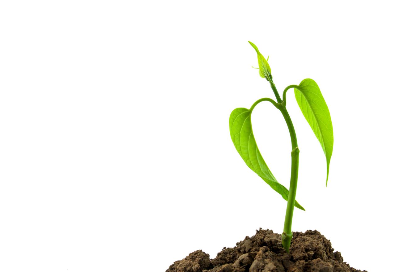 plant green small hope cultivated 2 58a7dd36